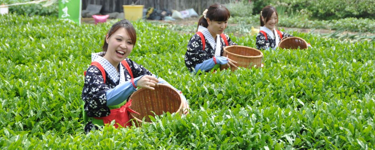 大国寺と丹波茶まつり ユニトピアささやま