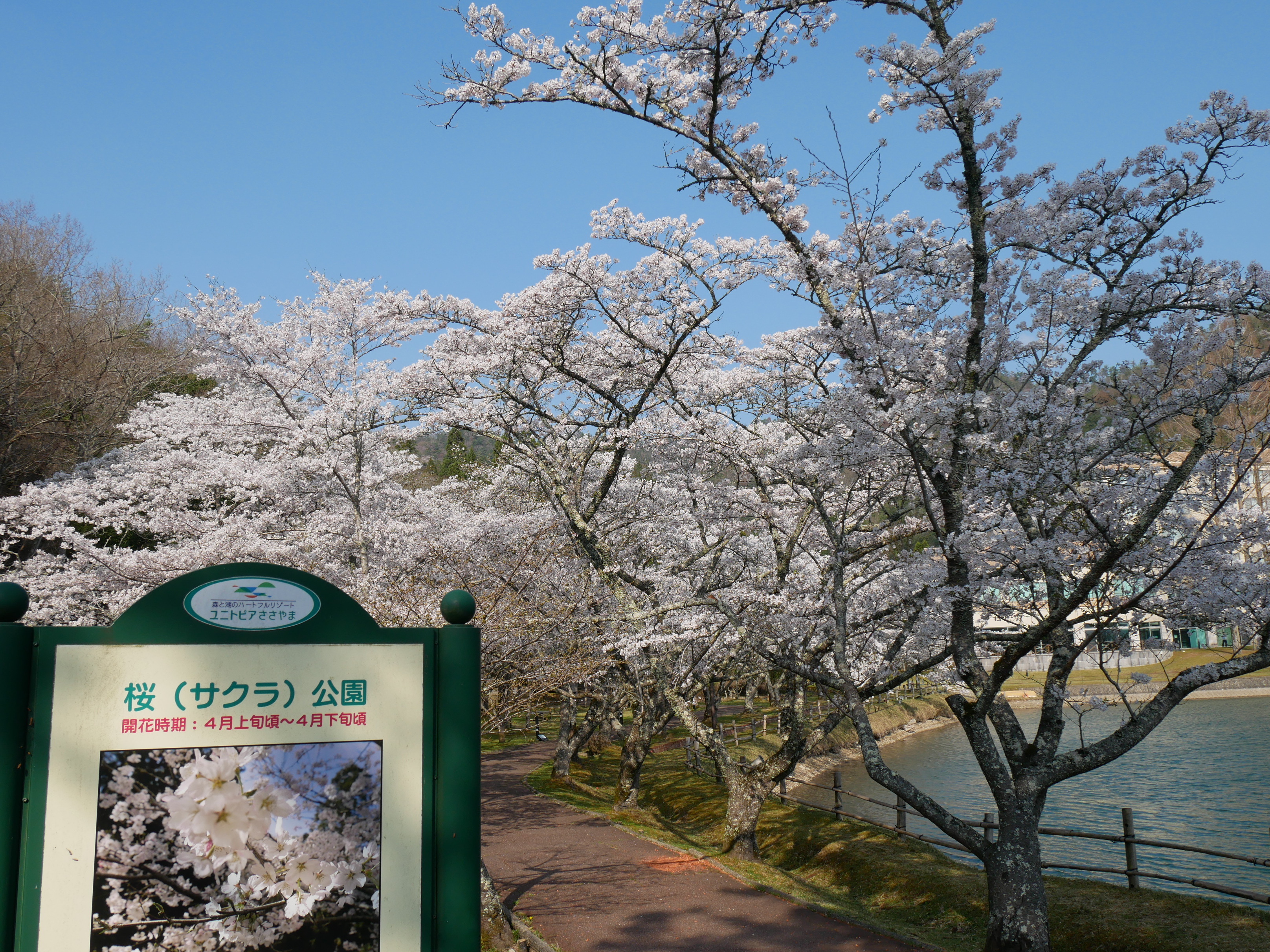 桜🌸公園からのお知らせ | ユニトピアささやま
